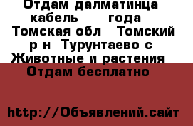 Отдам далматинца, кабель, 1,5 года. - Томская обл., Томский р-н, Турунтаево с. Животные и растения » Отдам бесплатно   